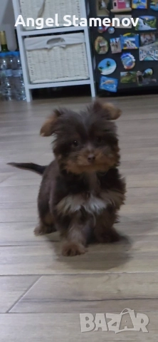 Йорки бивер мини шоколадово момченце!, снимка 6 - Йоркширски териер - 52827229