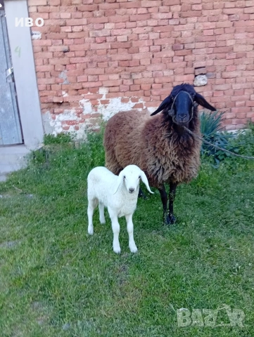 овце, снимка 9 - Овце - 54346374