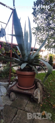 Столетник Агаве Алое, снимка 4 - Градински цветя и растения - 52259561