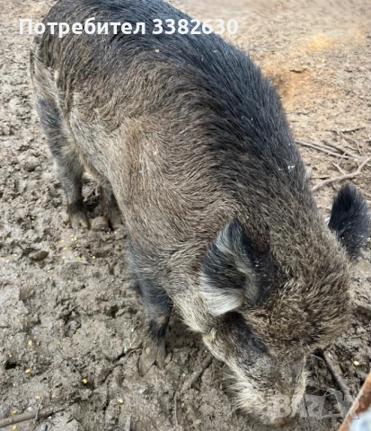 Диво прасе / глиган/ нерез, снимка 3 - Прасета - 51827556