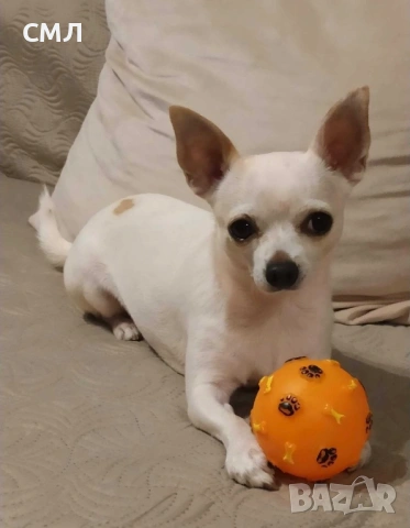 Две Чихуахуа мъжки си търсят партньорки, снимка 3 - Чихуахуа - 39643453