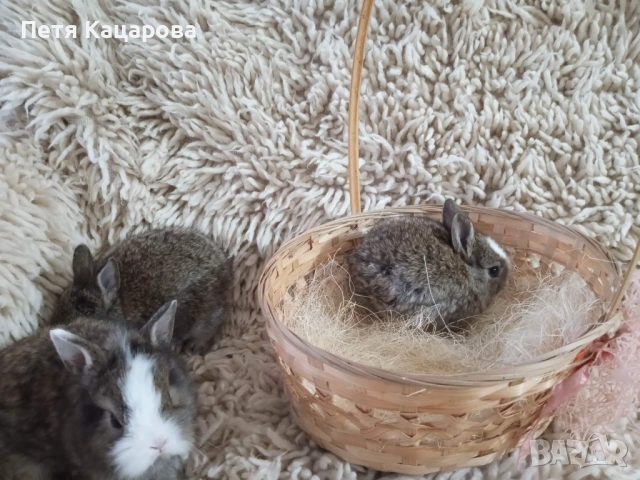 Прозавам декоративни зайчета, снимка 4 - Декоративни зайчета - 53955203