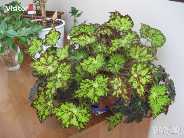 Canon PowerShot SD600, снимка 14 - Фотоапарати - 52652936