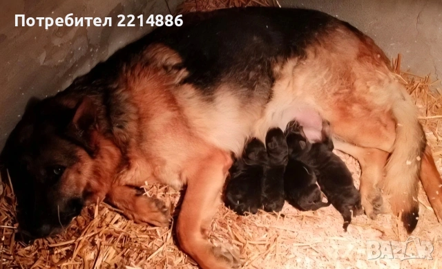 Немски овчарки , снимка 14 - Немска овчарка - 40188254