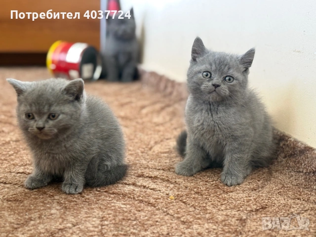 Британски късокосмести котета с родословие , снимка 3 - Британска късокосместа - 54097106