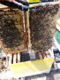 пчелни семейства и отводки, снимка 4