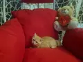 Британски късокосмести , снимка 5