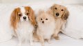 Разхождане на кучета , снимка 1 - Ветеринари и услуги - 38817275