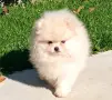 Померан, мъжко померанче , снимка 2