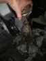 Бароков полилей, снимка 4