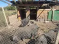 Виетнамски прасета, снимка 1