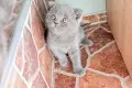 британски котки, снимка 7