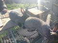 Зайци домашни , снимка 6
