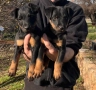 Ягдтериер кученца, снимка 8
