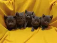 Котета от порода Руска синя котка !, снимка 5