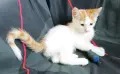 Подарявам малки котенца на три месеца, снимка 6