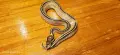 Кралски питони (Python Regius) , снимка 4