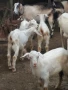 Продавам козлета, кози и овце, снимка 5