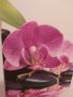 Продавам ПАНО ОРХИДЕЯ, снимка 3