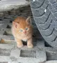 Подаряваме котета., снимка 10