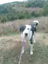 Панда търси своите хора , снимка 1