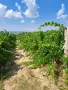 Лозе от 8 дка с винени сортове, снимка 2