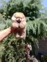 Мъжки мини Померан. , снимка 1