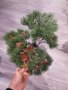 Бонсай , Бонзай, снимка 10