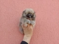 Мини Померан Реални снимки от 17.03.26 г. Миниатюрен !, снимка 2