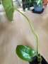 Philodendron Burle Marx Variegata reverted , снимка 4