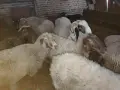 свободни цялото стадо , снимка 4