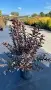 Lagerstroemia ‘Purely Purple’ (Лагерстремия Чисто лилава), снимка 2