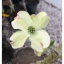 Cornus Florida-Корнус Флорида, снимка 3