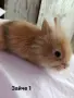 Декоративни зайчета, снимка 1