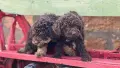 Лагото  женски чистокръвни, снимка 5