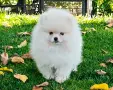 Померан, мъжко померанче , снимка 7