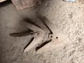 Лястовички за оране, снимка 3