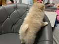 Померан, снимка 4