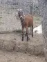 Продавам млада млечна коза., снимка 2