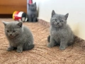 Британски късокосмести котета с родословие , снимка 3