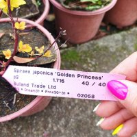 Японска спирея Голден принцес,  Spiraea japonica Golden princess, снимка 10 - Градински цветя и растения - 40015502