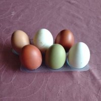 Продавам разплодни яйца , снимка 1 - Кокошки и пуйки - 39458687