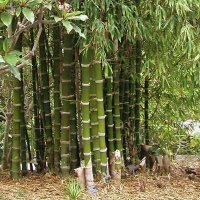 100 броя семена от декоративен бамбук Moso Bamboo зелен МОСО БАМБО за декорация и дървесина, снимка 17 - Сортови семена и луковици - 37711749