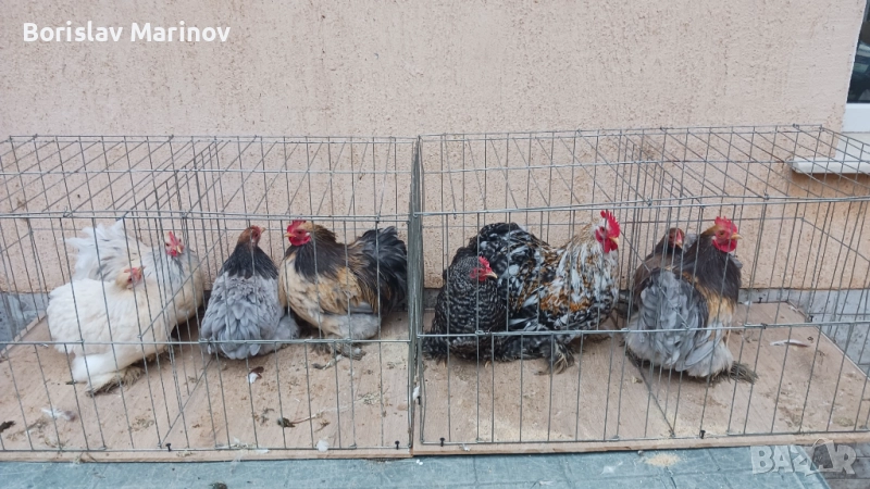 Мини кохин, снимка 1