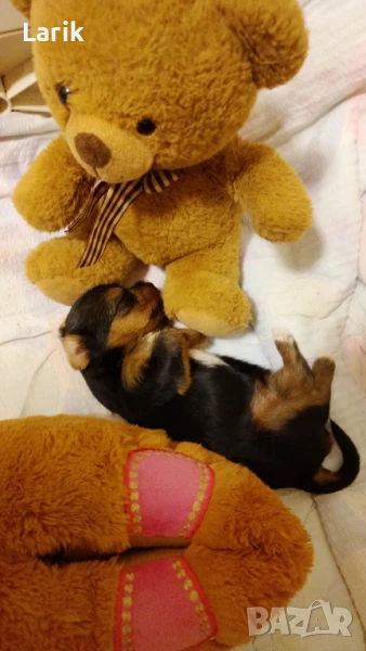 Продажба ! В добрые руки!! , снимка 1