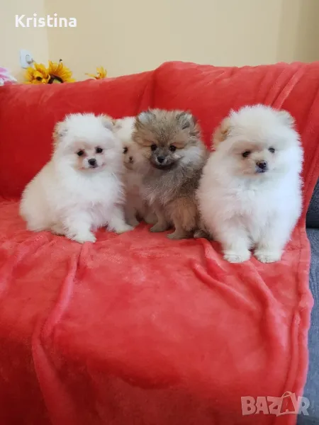 Померан померани свободни!, снимка 1