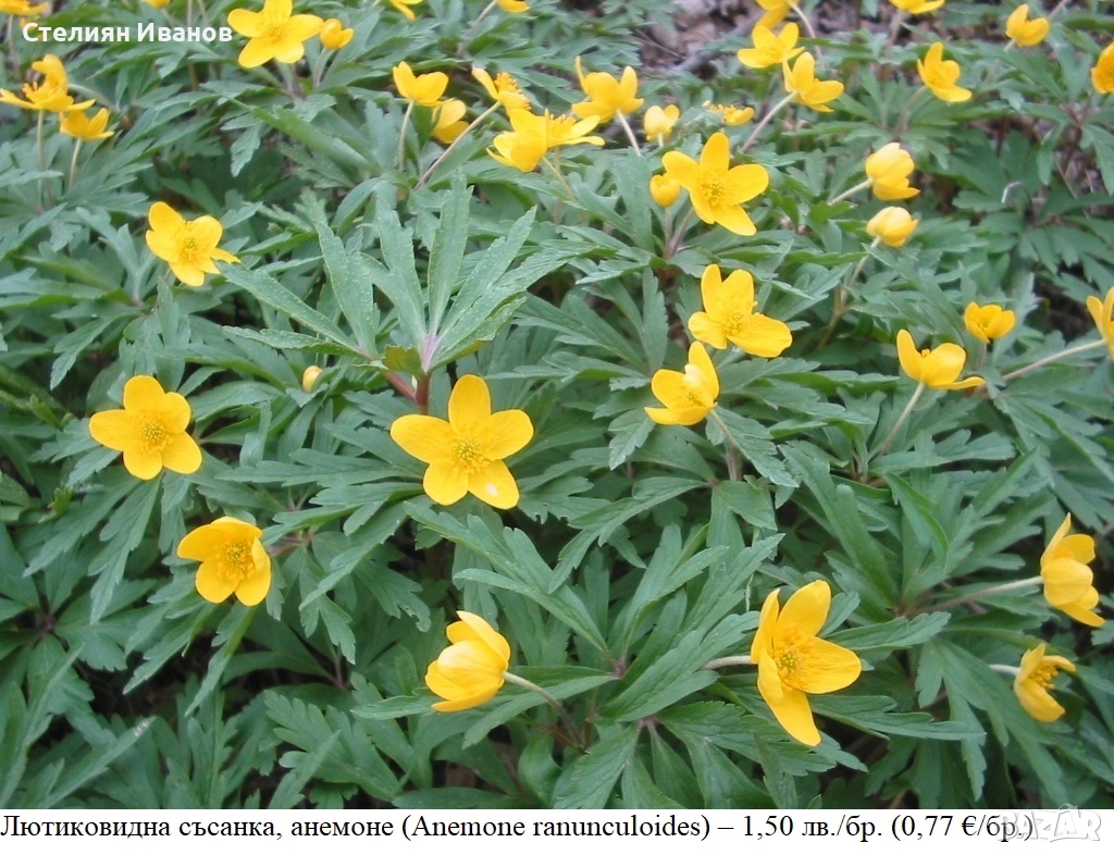 Лютиковидна съсанка, анемоне (Anemone ranunculoides) – коренище, снимка 1