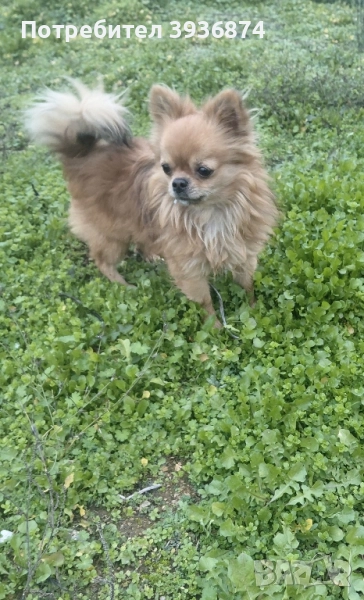 Чихуахуа за разплод , снимка 1