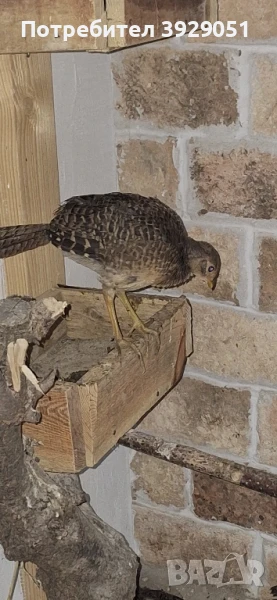 Продавам фазани млади, снимка 1