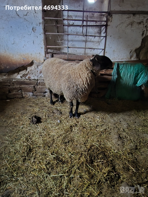 Продавам коч черноглав, снимка 1